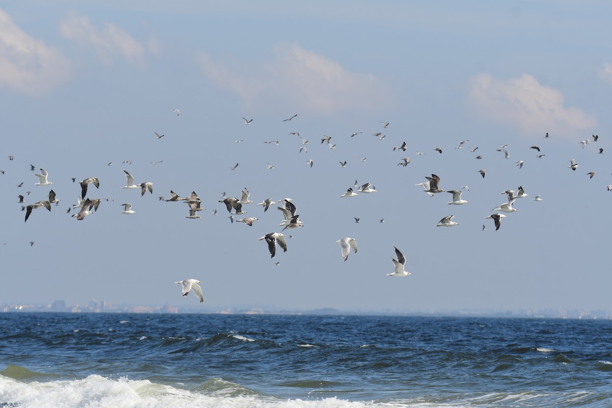 Американская чайка - ML650351884