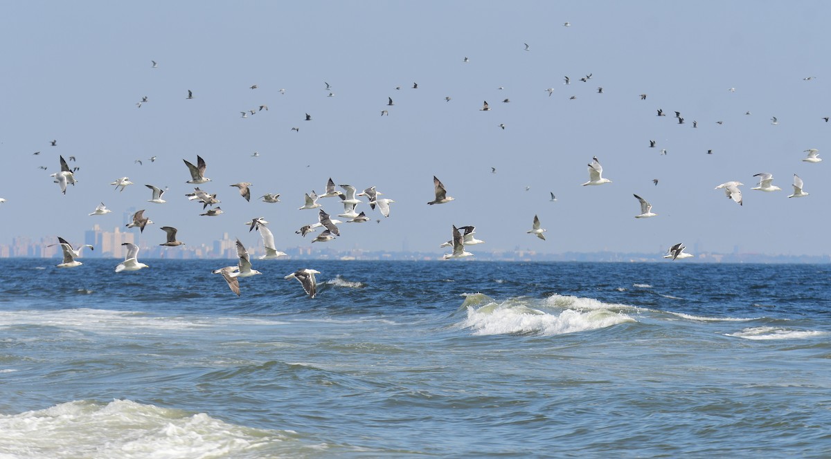 Американская чайка - ML650351885