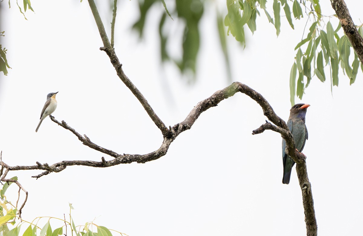 Dollarbird - ML650351892