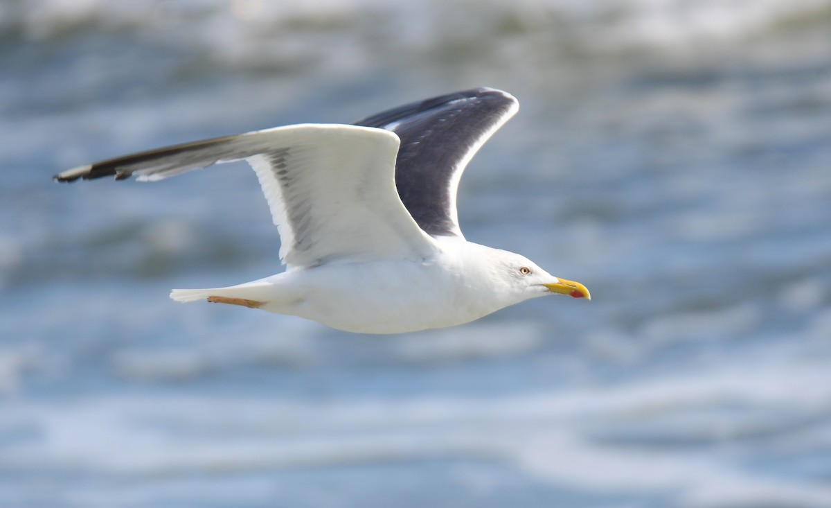 Клуша - ML650351893