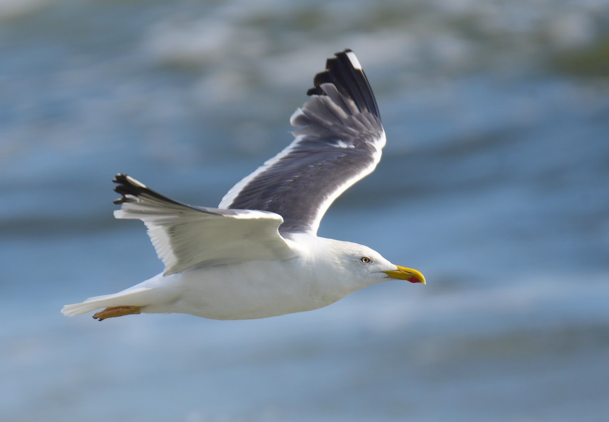 Клуша - ML650351894