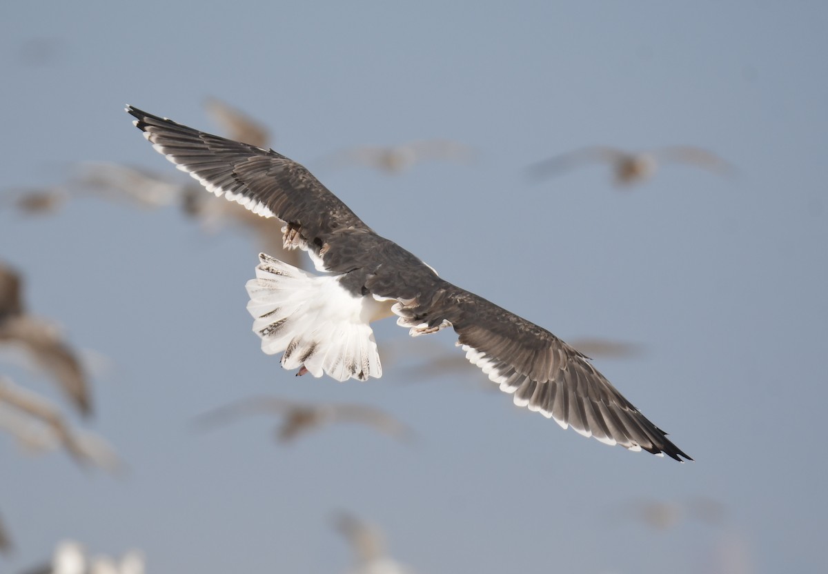 Морская чайка - ML650351895