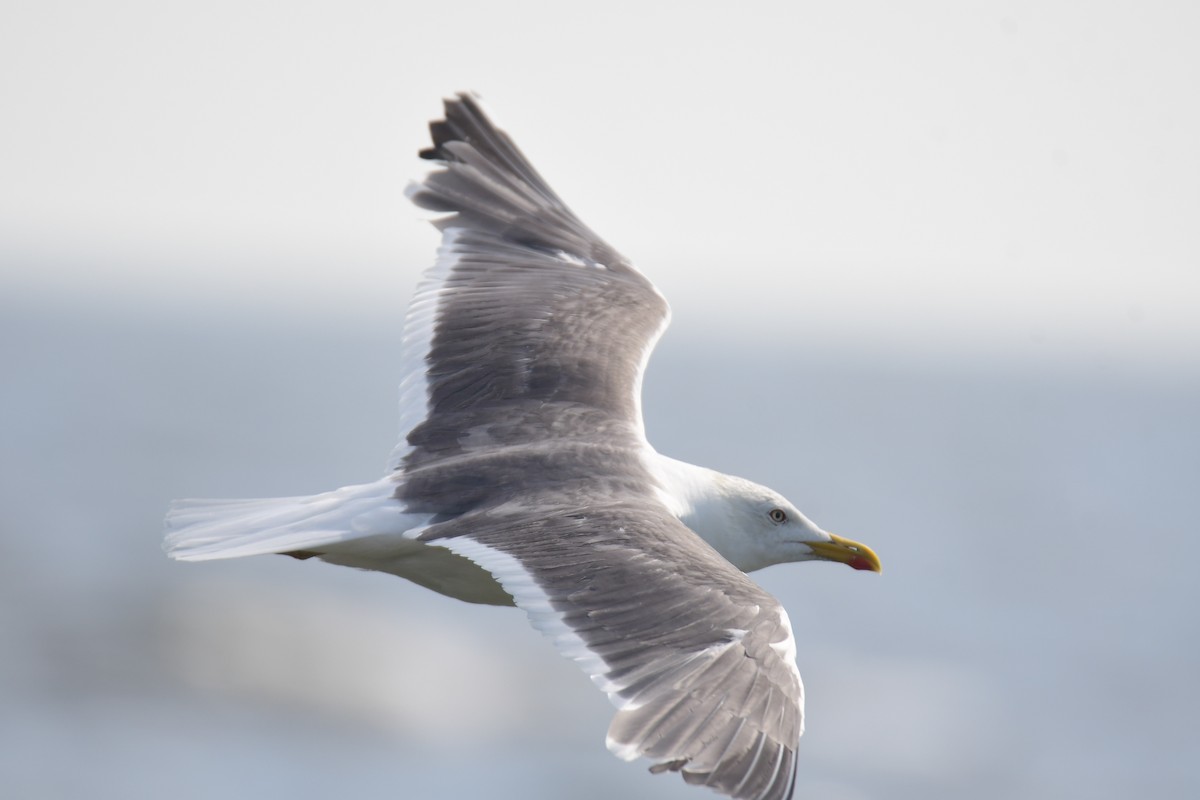 Клуша - ML650351896