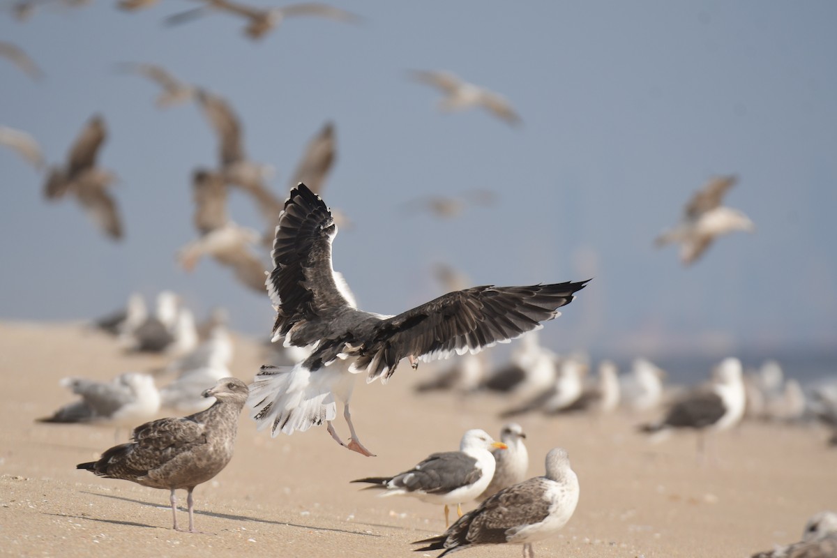 Морская чайка - ML650351897