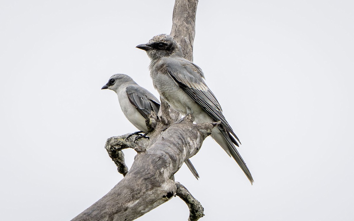 White-bellied Cuckooshrike - ML650351899