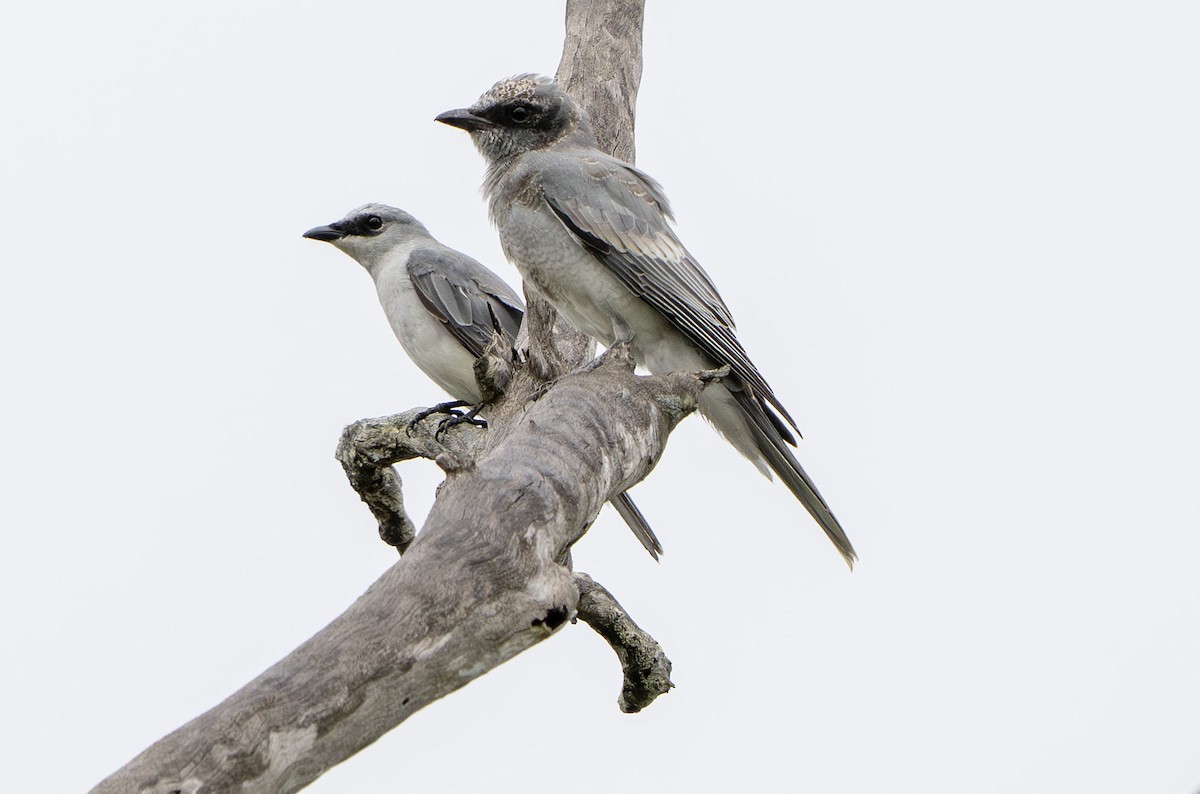 White-bellied Cuckooshrike - ML650351900
