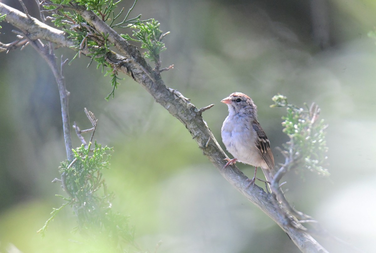 Малая воробьиная овсянка - ML650351951