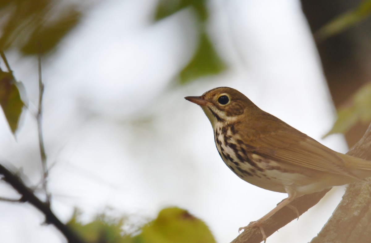 Дроздовый певун - ML650351962