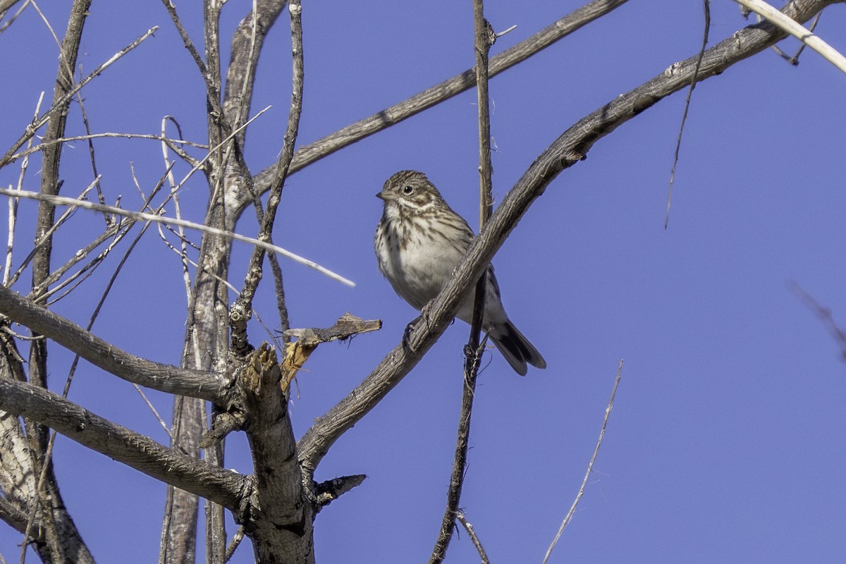 Пасовник польовий - ML650352019