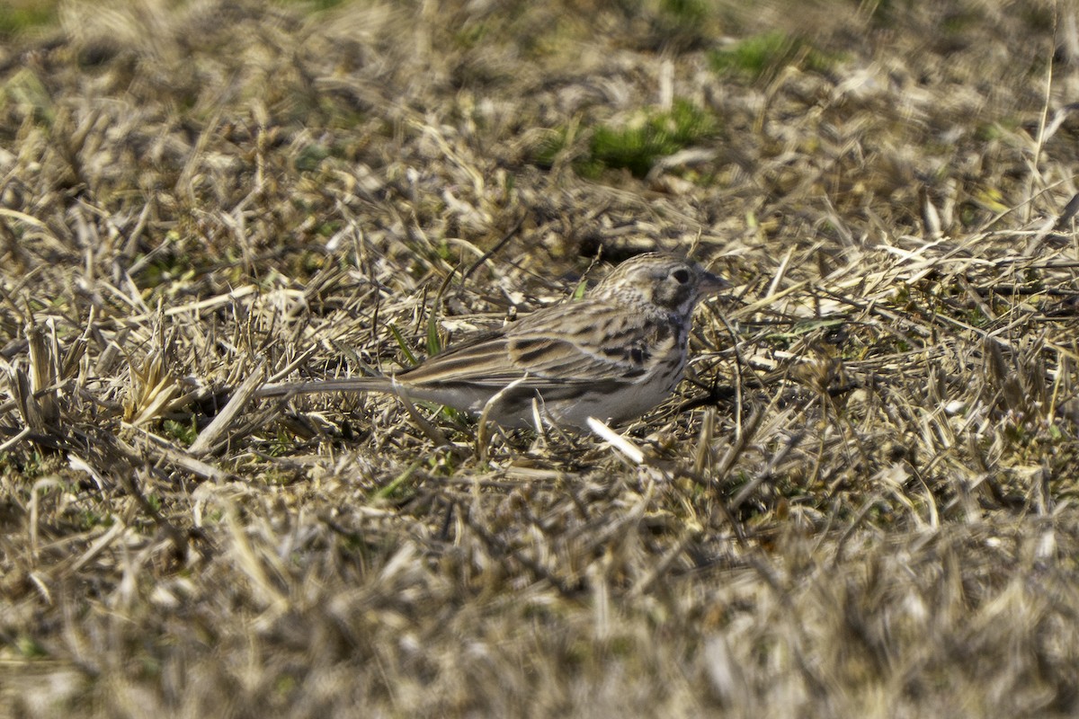 Пасовник польовий - ML650352314