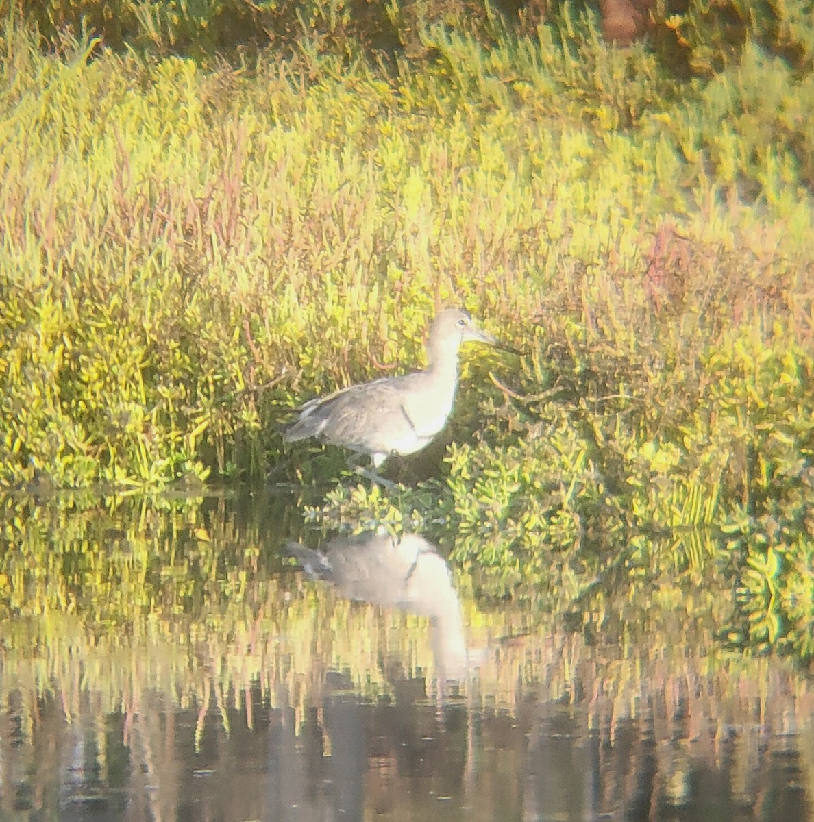 Willet - ML650352356