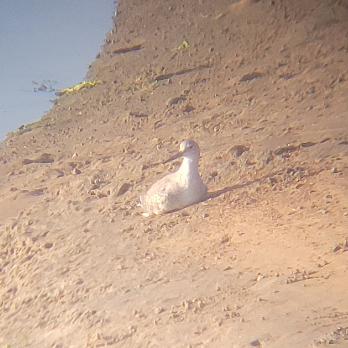 Willet - ML650352357