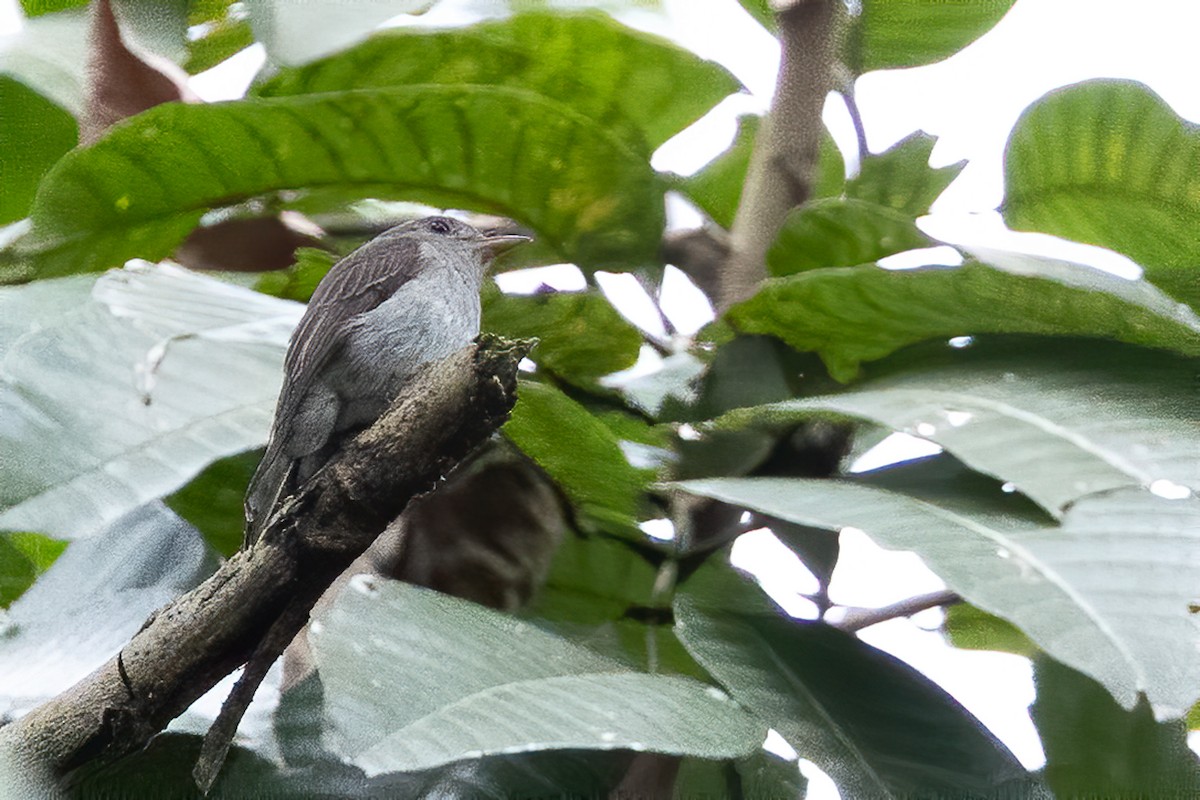 Ashy-breasted Flycatcher - ML650352466