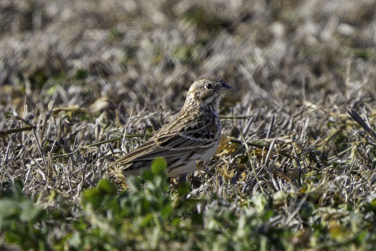 Пасовник польовий - ML650352488