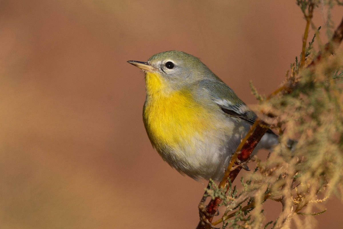 Northern Parula - ML650352615