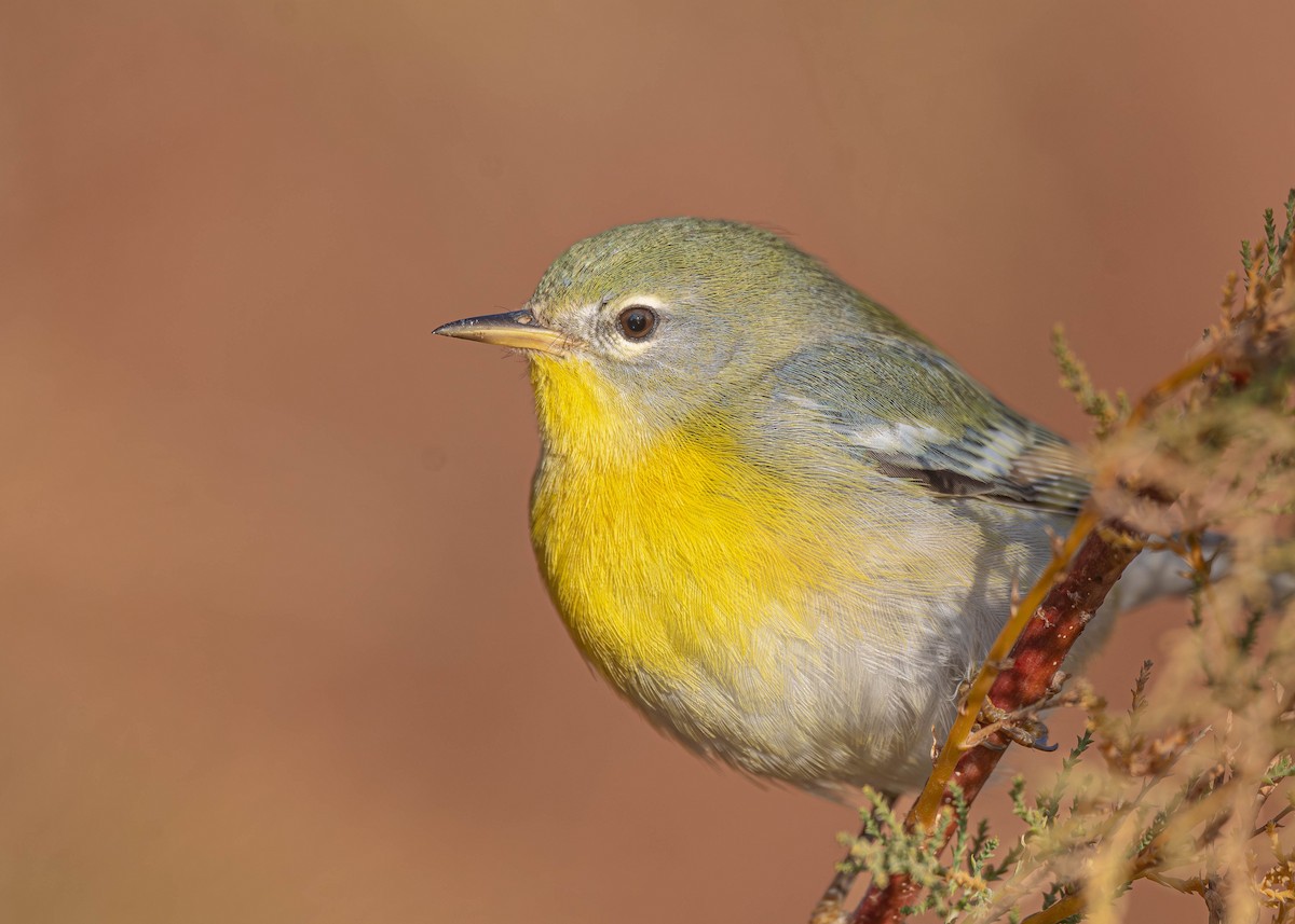 Northern Parula - ML650352616