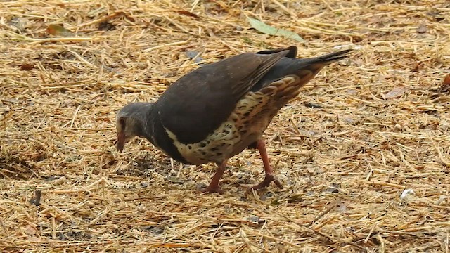 Вонга - ML650352905