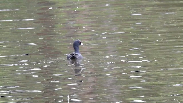 Лиска звичайна - ML650352947