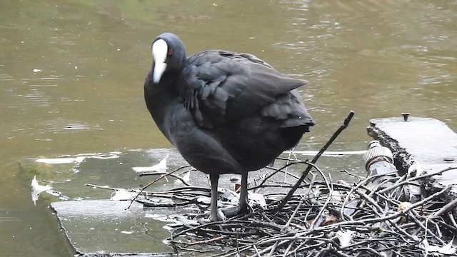 Лиска звичайна - ML650352949