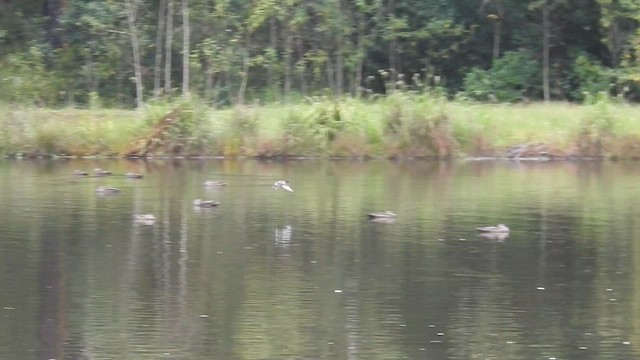 Пірникоза австралійська - ML650352962