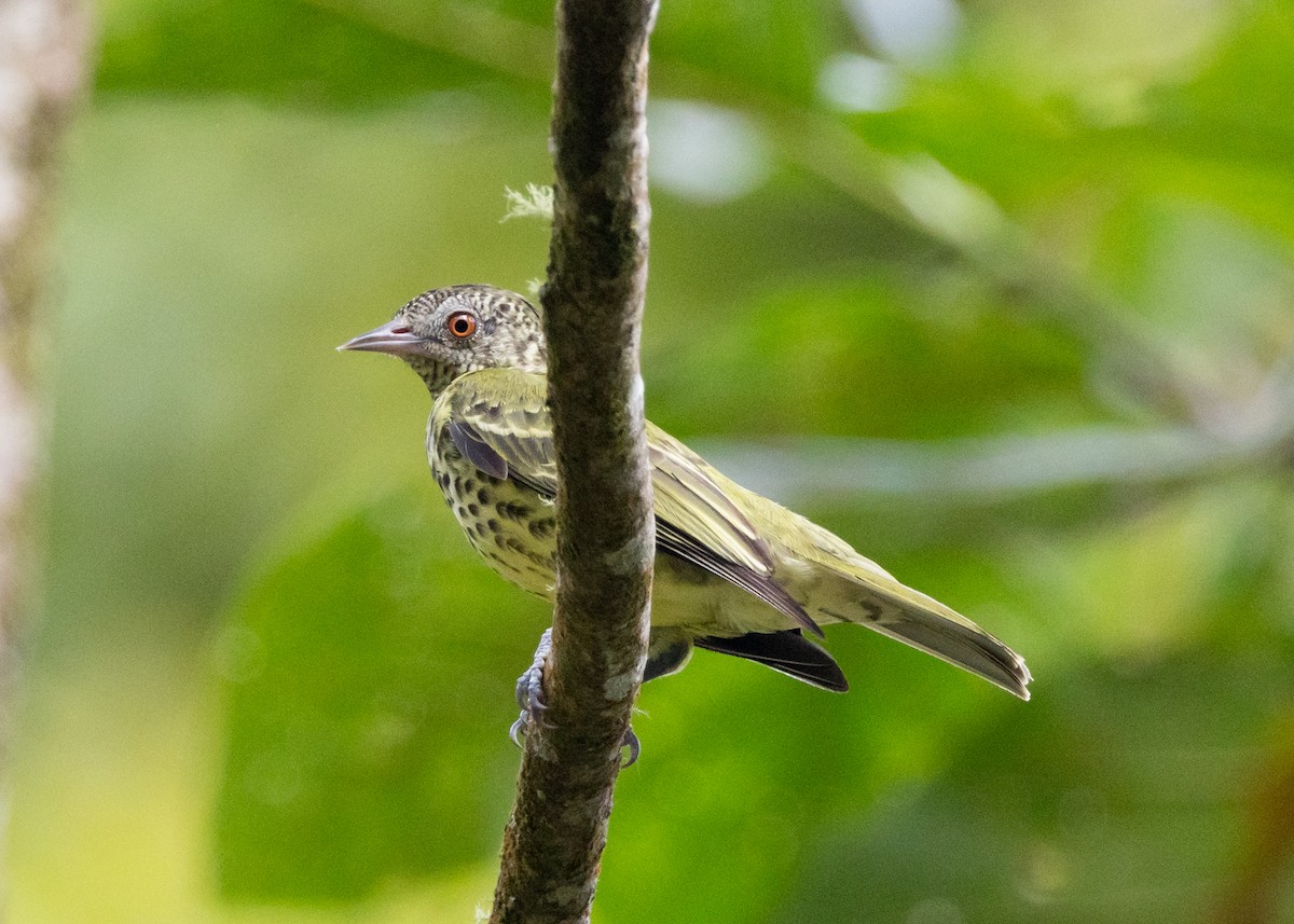 Sharpbill - ML650353019