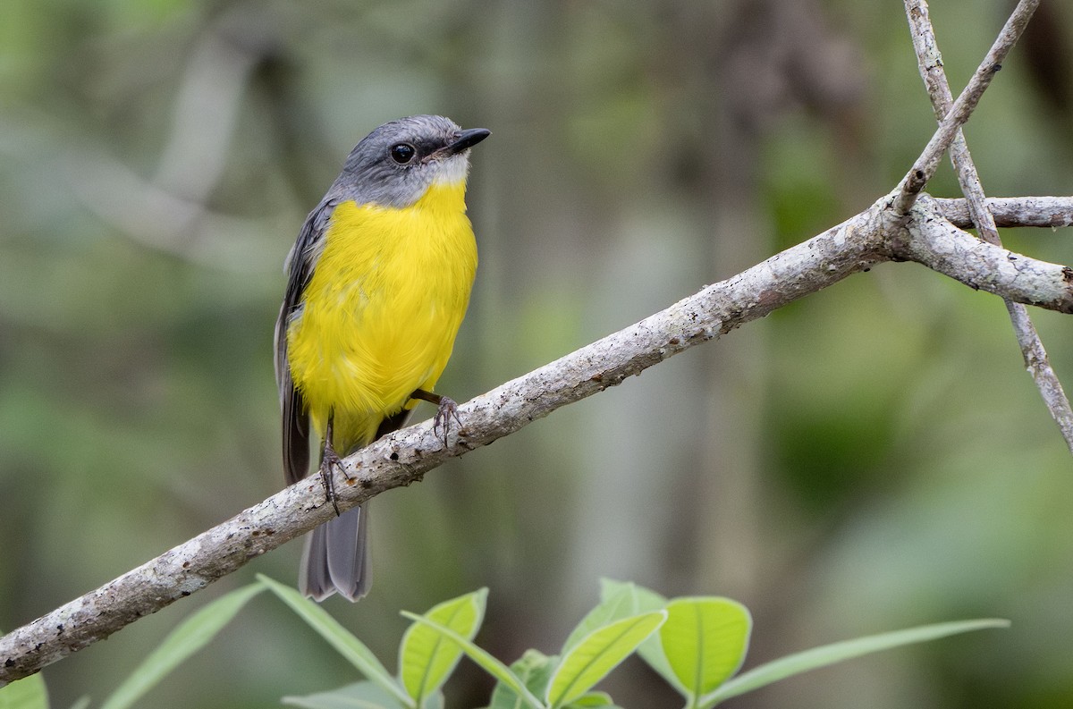 Eastern Yellow Robin - ML650353118
