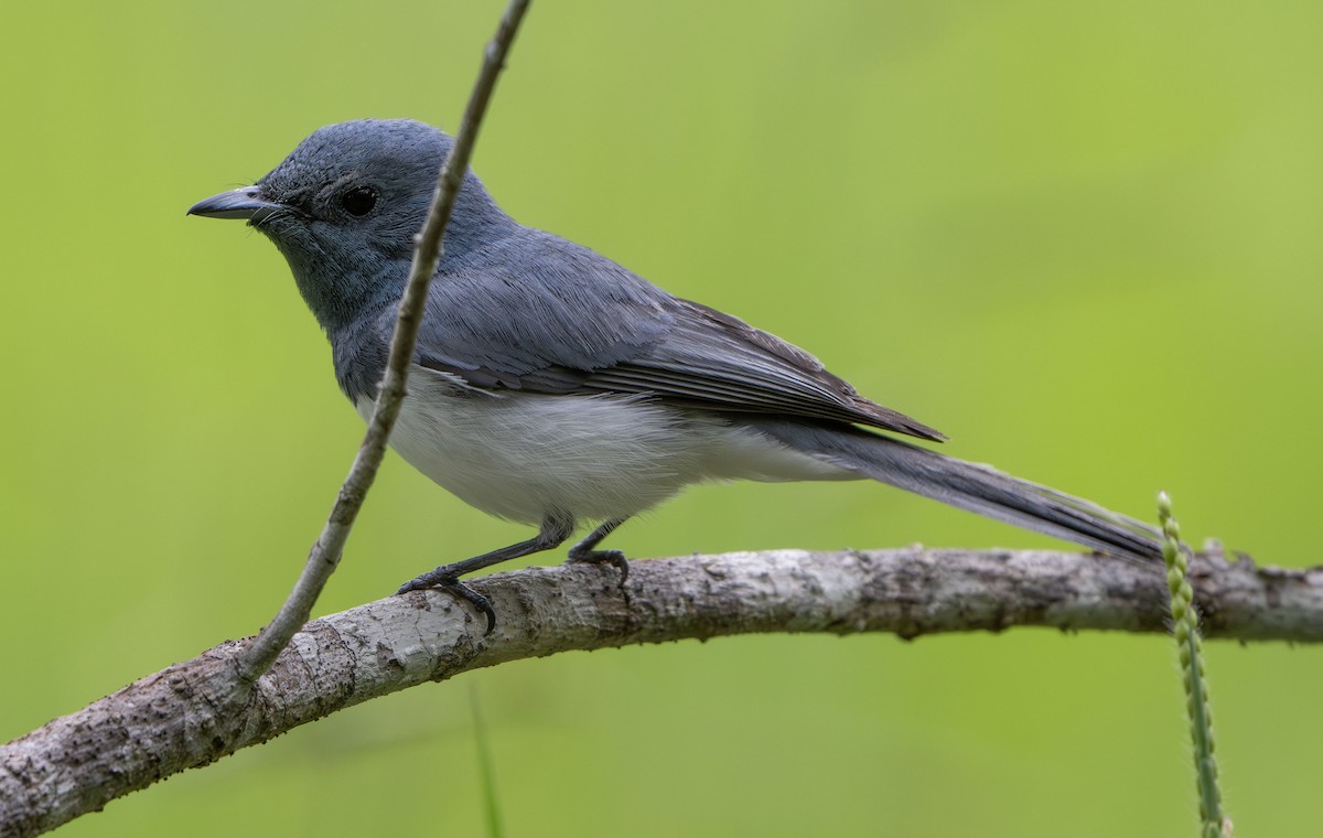 Leaden Flycatcher - ML650353128