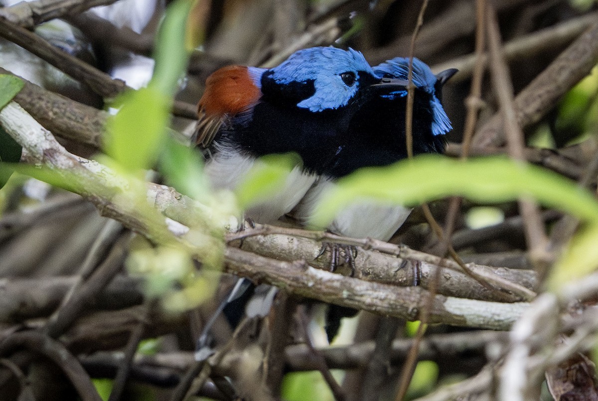 Lovely Fairywren - ML650353136