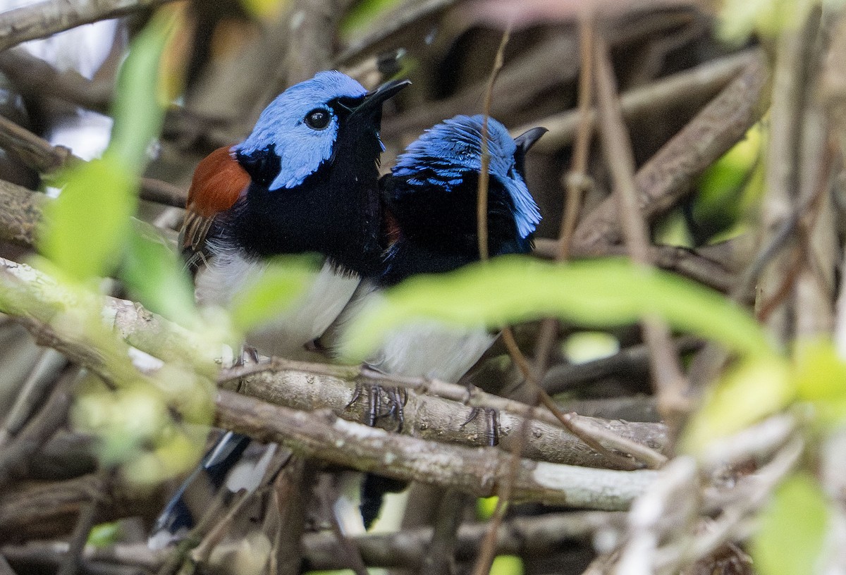 Lovely Fairywren - ML650353137