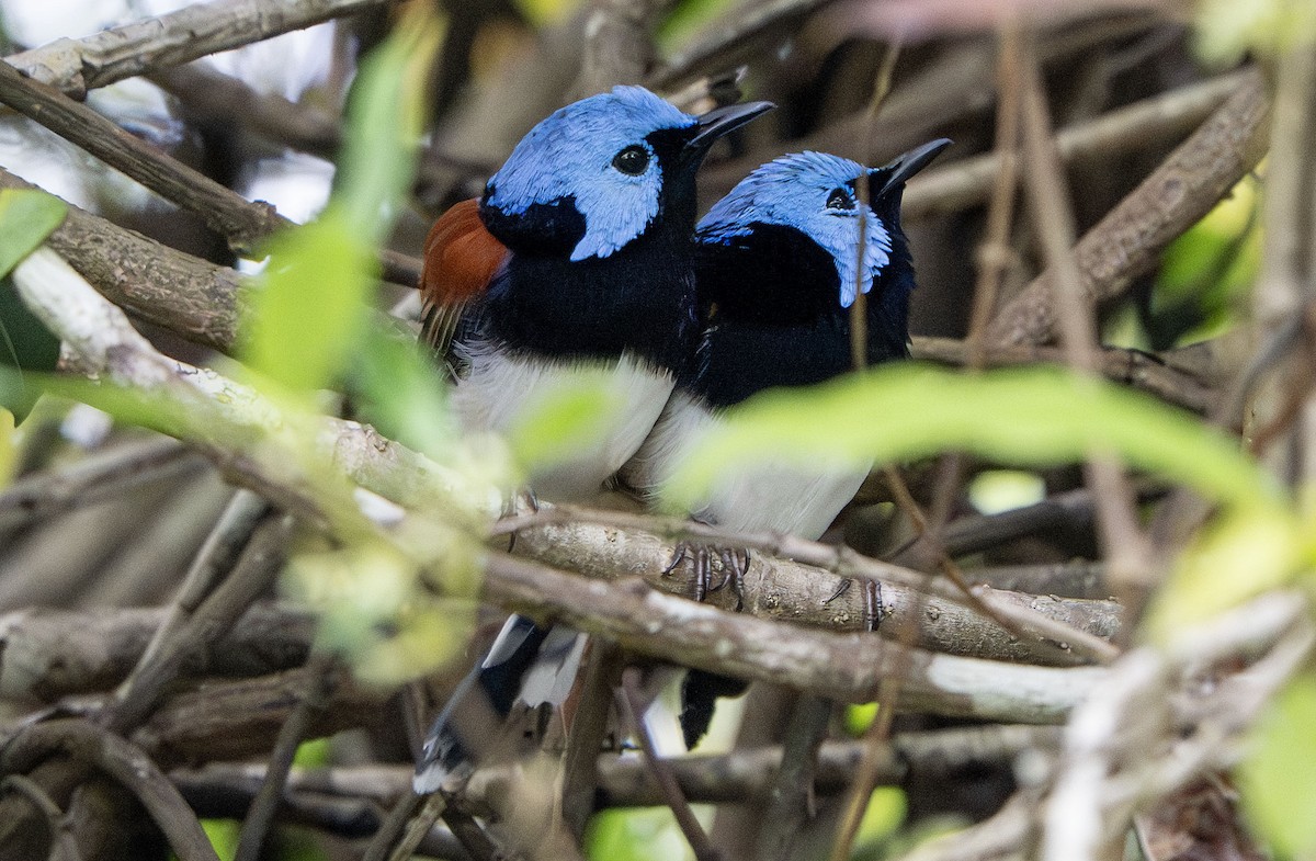 Lovely Fairywren - ML650353138