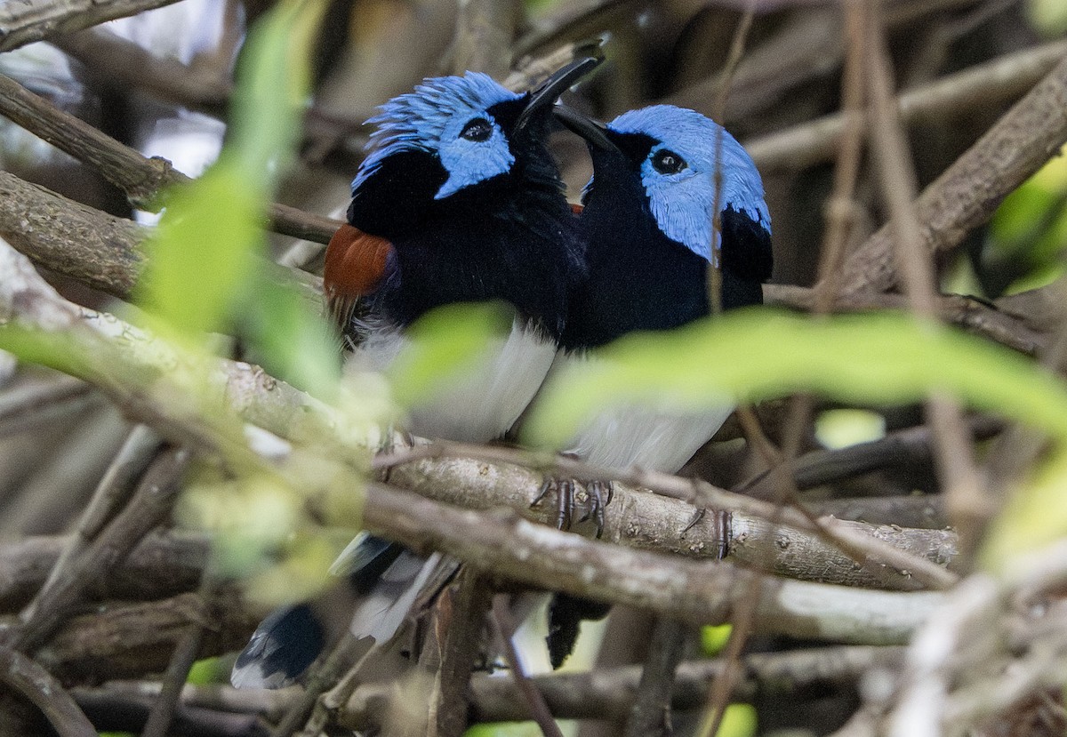Lovely Fairywren - ML650353139