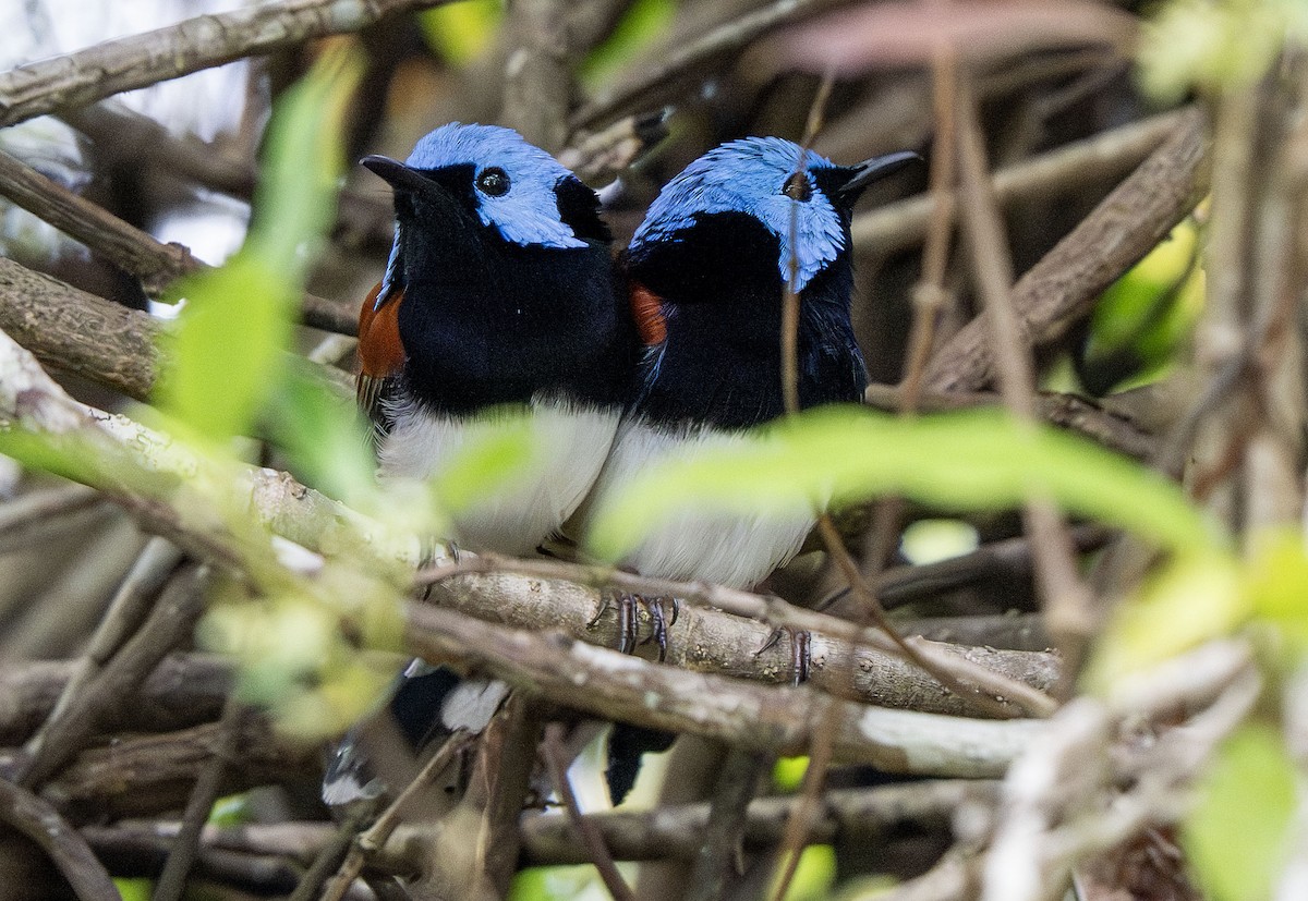 Lovely Fairywren - ML650353140