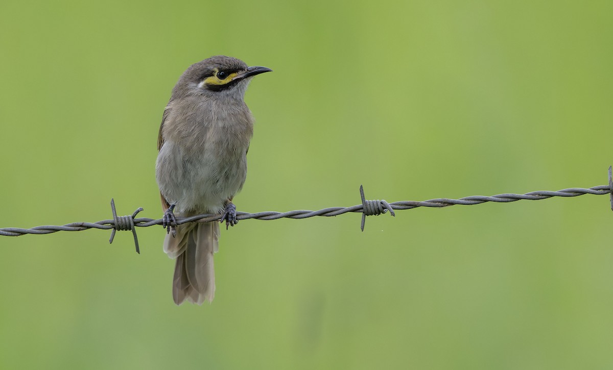 Yellow-faced Honeyeater - ML650353305