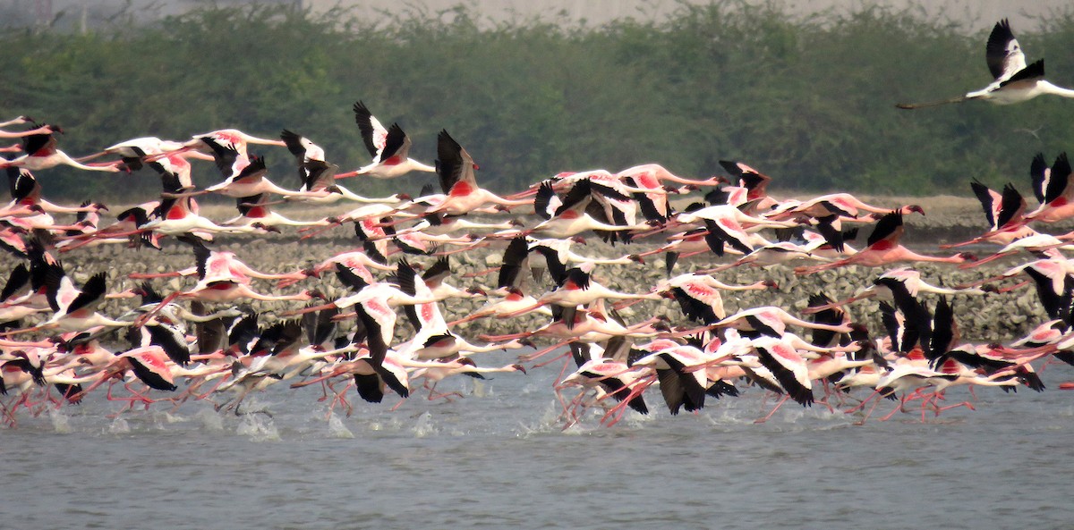 plameňák malý - ML650353306