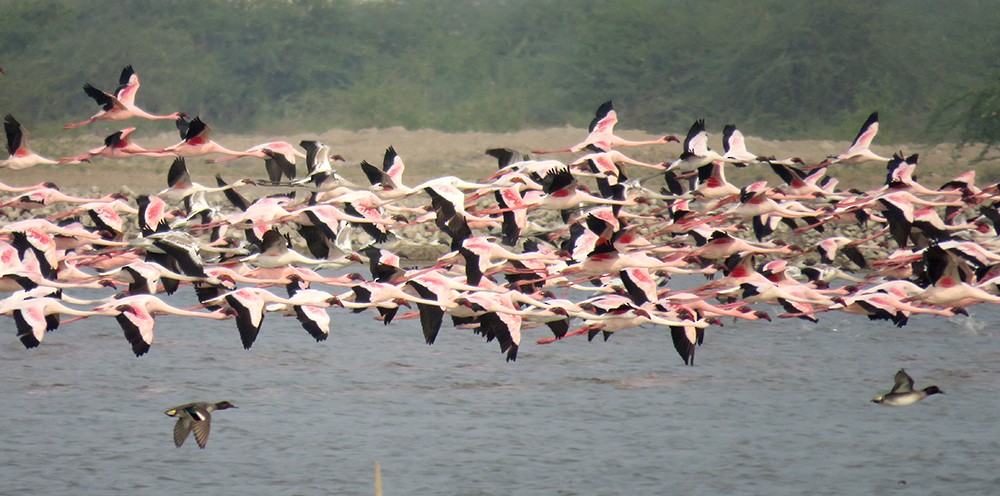 plameňák malý - ML650353325