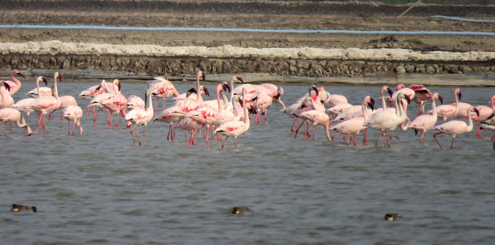 plameňák malý - ML650353335