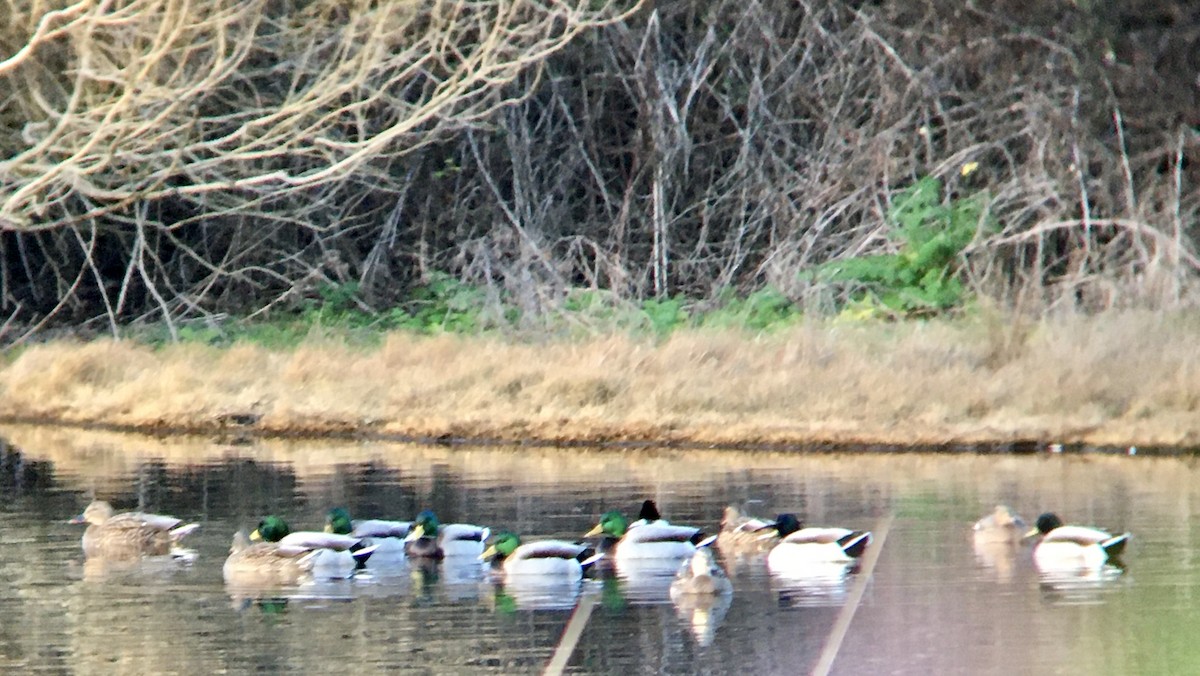 Mallard - ML650353400