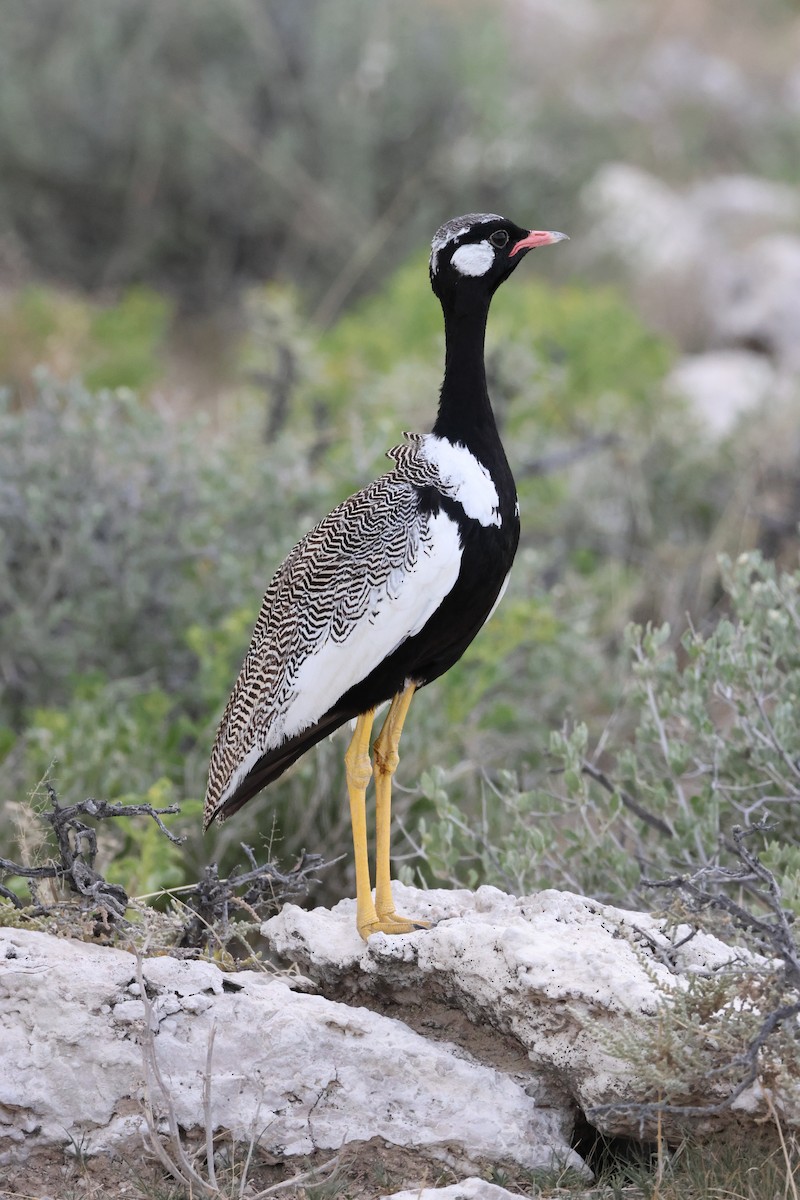 White-quilled Bustard - ML650353595