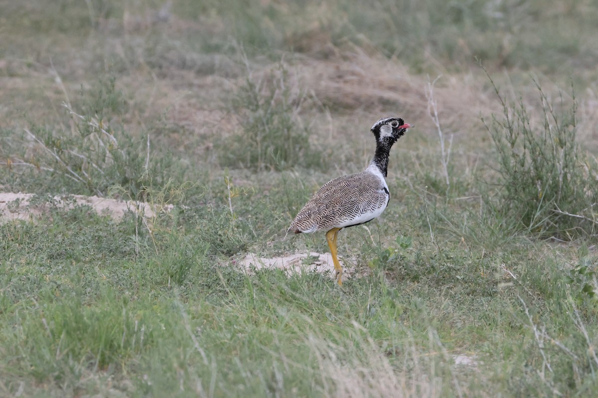 White-quilled Bustard - ML650353596