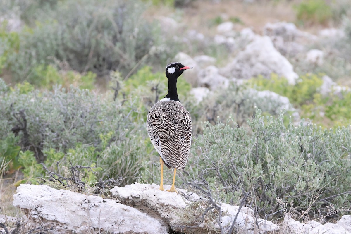 White-quilled Bustard - ML650353597