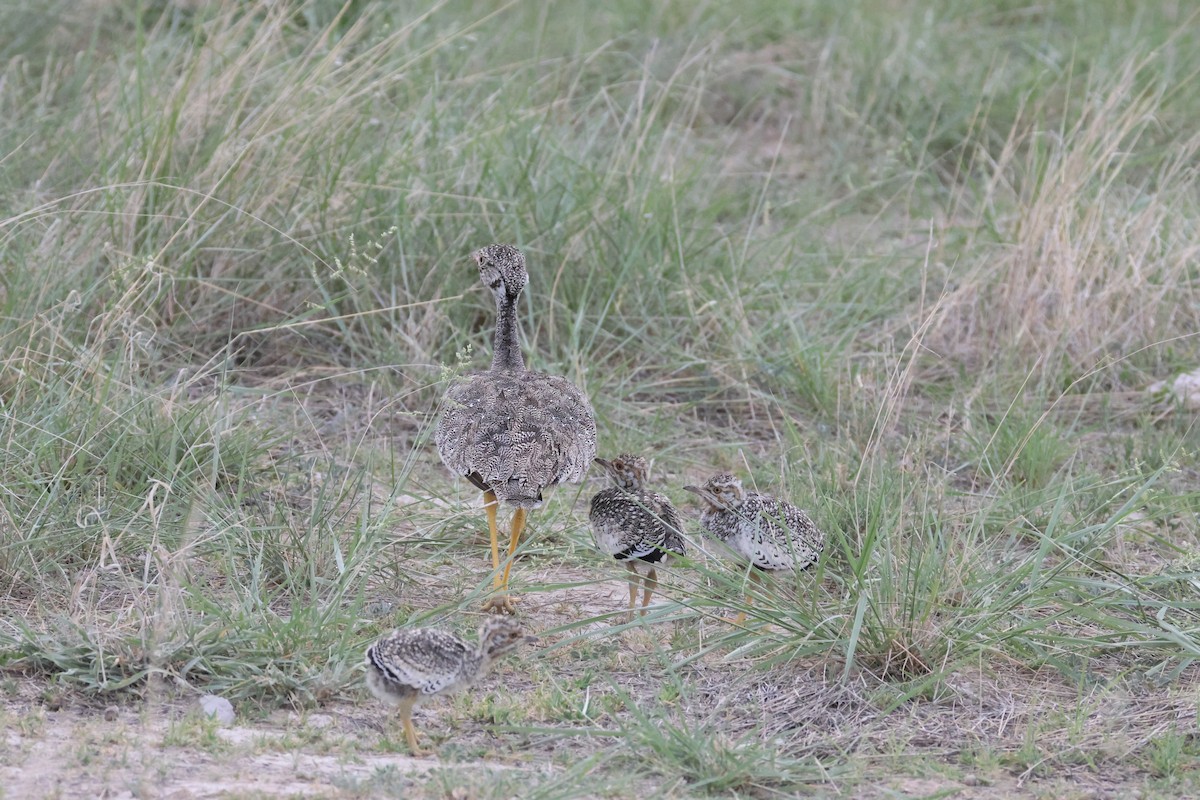 White-quilled Bustard - ML650353598