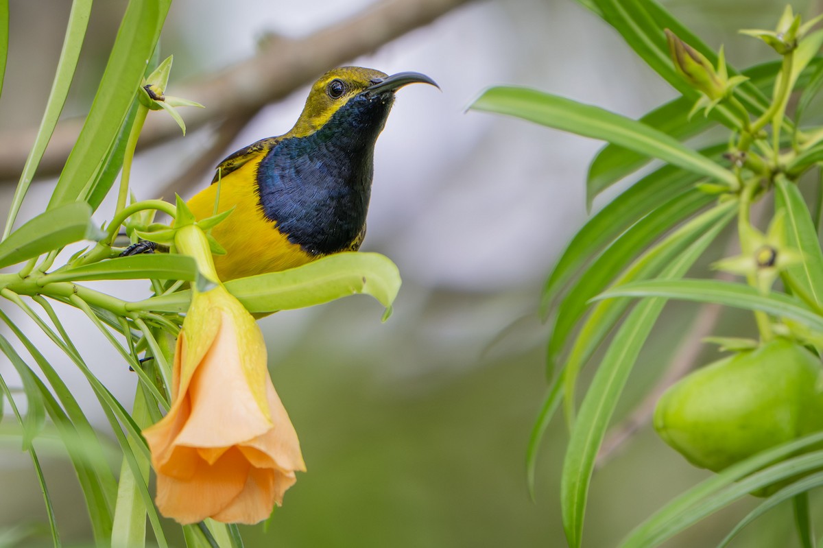 Sahul Sunbird - ML650353760