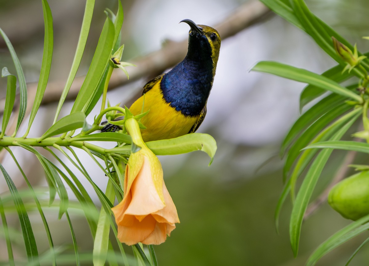 Sahul Sunbird - ML650353762