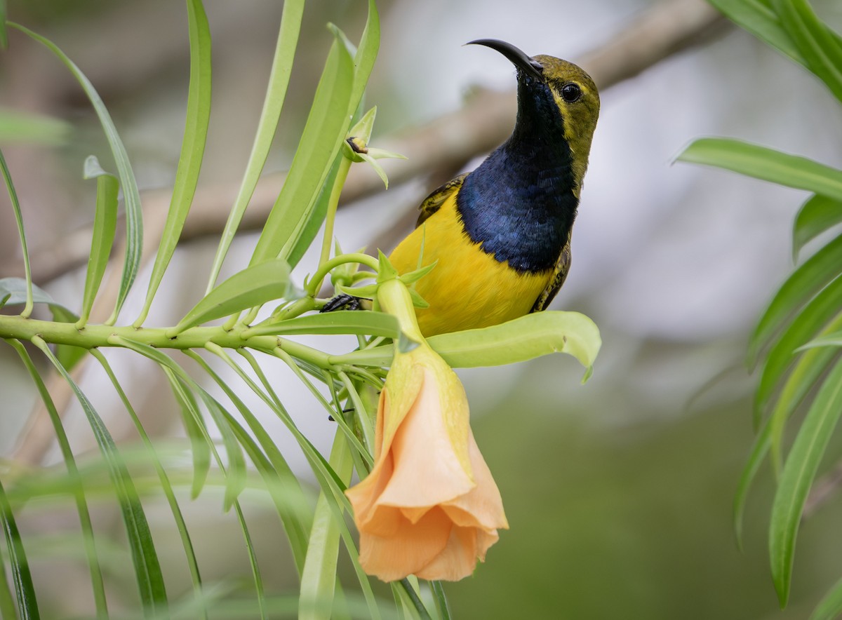 Sahul Sunbird - ML650353763