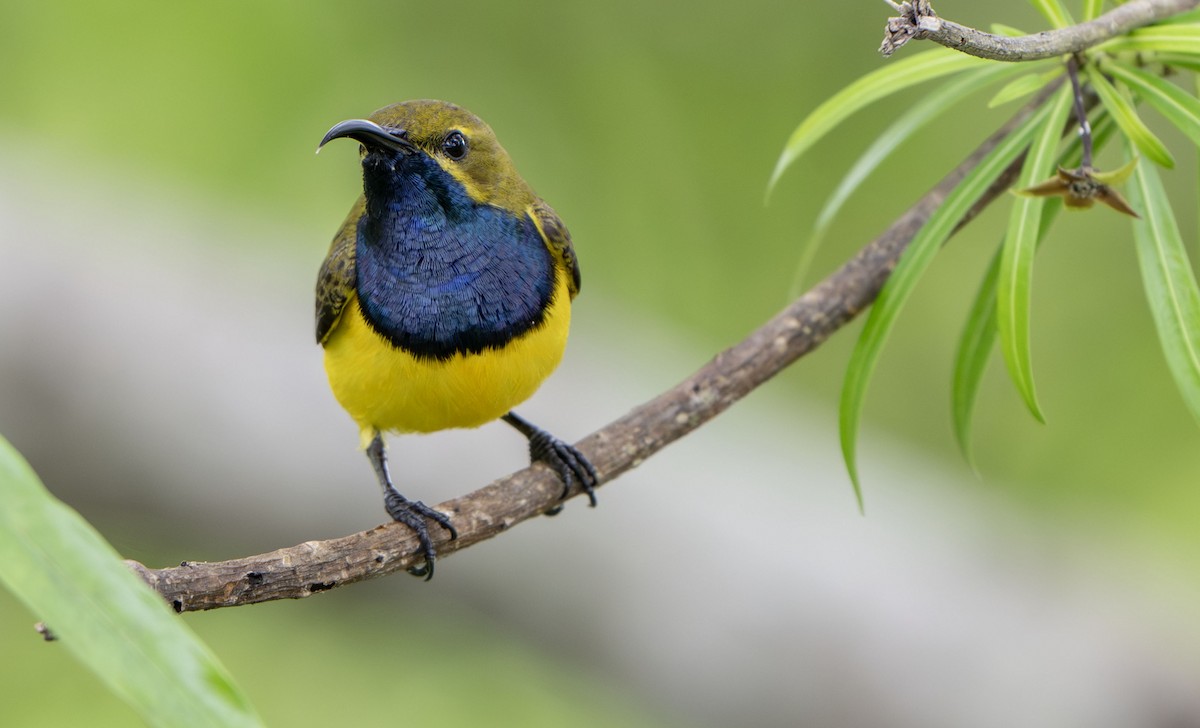 Sahul Sunbird - ML650353764