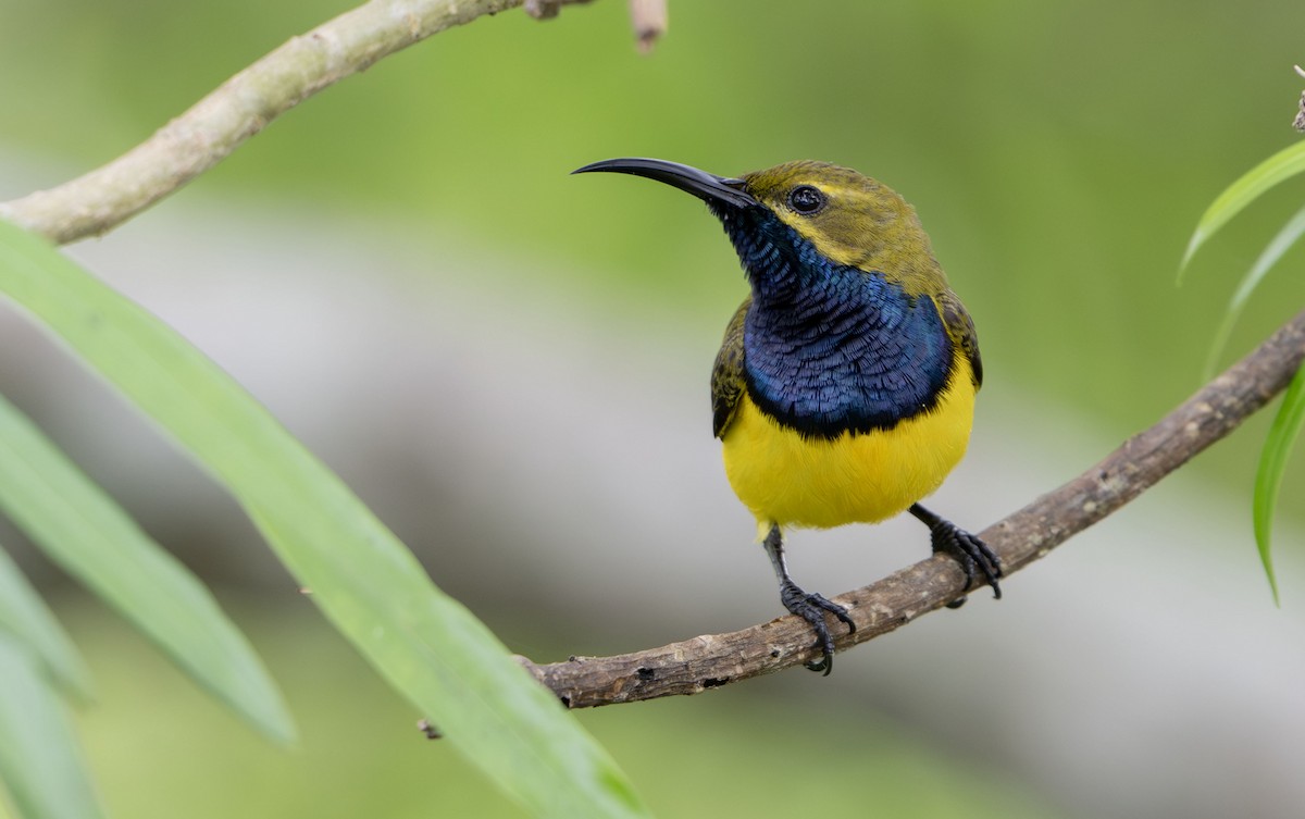 Sahul Sunbird - ML650353765