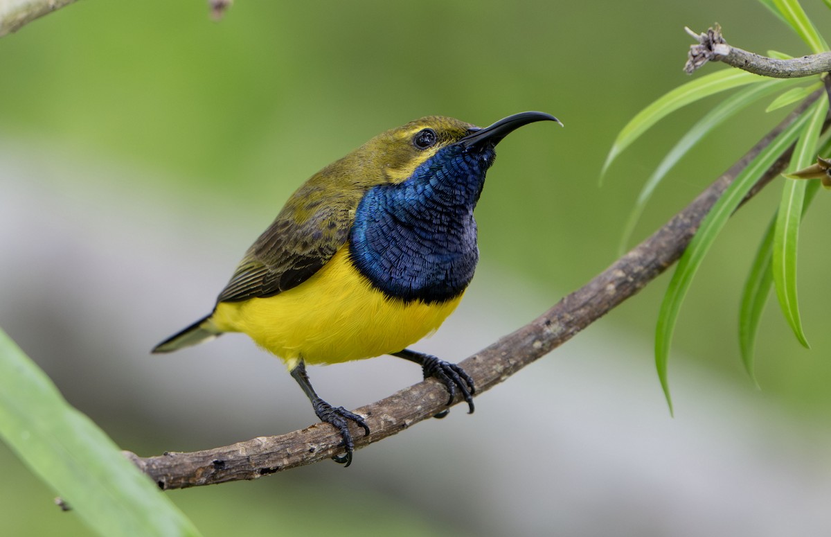 Sahul Sunbird - ML650353766