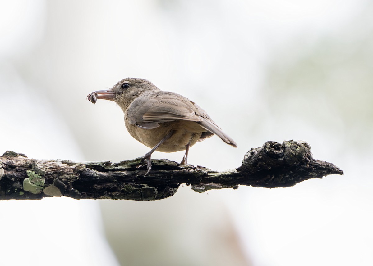 Little Shrikethrush - ML650353773
