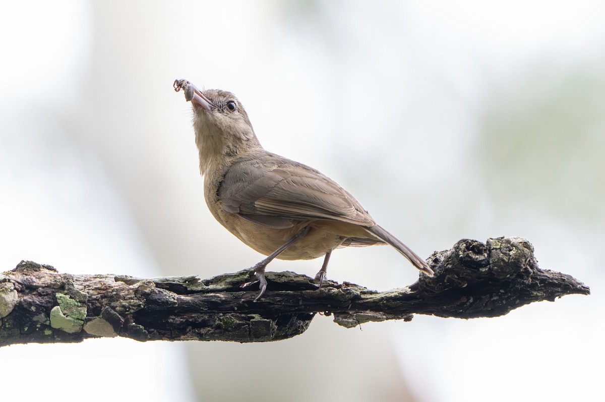Little Shrikethrush - ML650353774