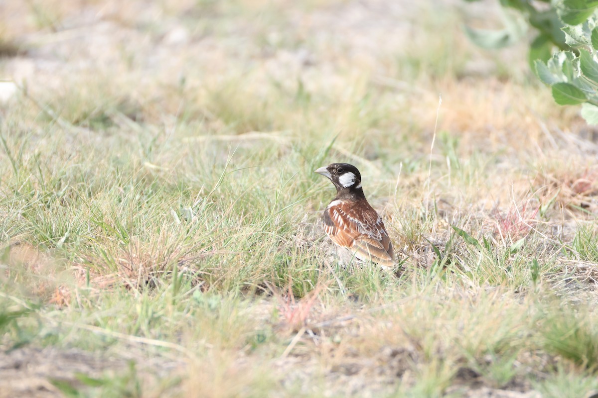 Chestnut-backed Sparrow-Lark - ML650353838